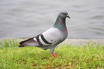 pigeon on background