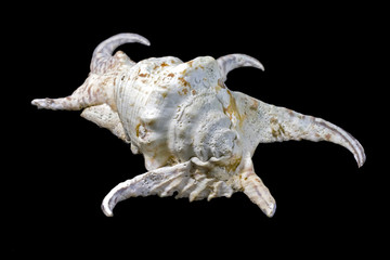 seashell on black background