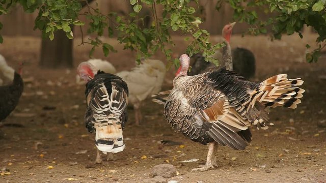 Turkeys are walking in a rural farmyard. Poultry in the village