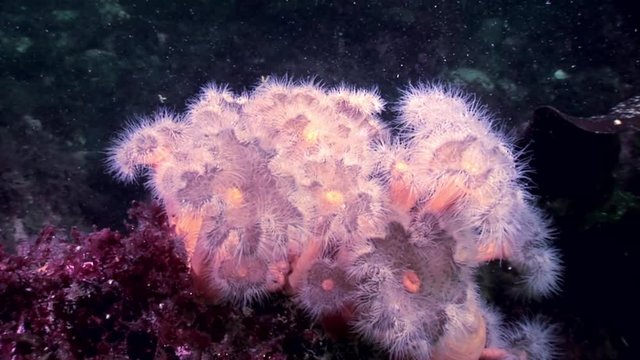 White fluffy metridium underwater on seabed of White Sea. Unique video close up. Flowers of marine life in clean clear pure and transparent water in search of food.