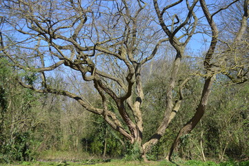 árbol