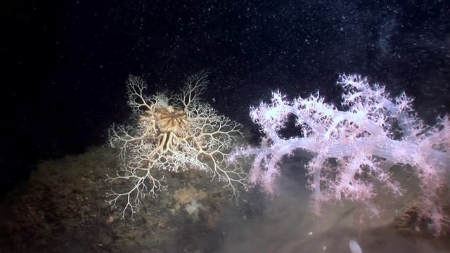Gorgonian and white fluffy soft coral underwater on seabed of White Sea. Unique video close up. Flowers of marine life in clean clear pure and transparent water in search of food.