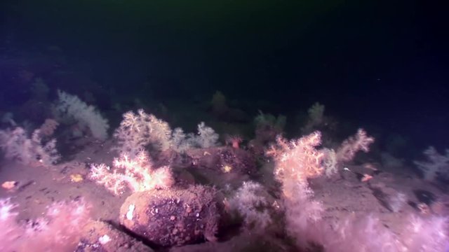 White fluffy soft coral underwater on seabed of White Sea. Unique macro video close up. Flowers of marine life in clean clear pure and transparent water in search of food.