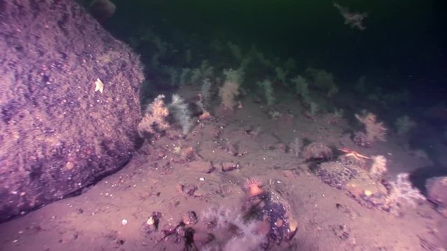White fluffy soft coral underwater on seabed of White Sea. Unique macro video close up. Flowers of marine life in clean clear pure and transparent water in search of food.