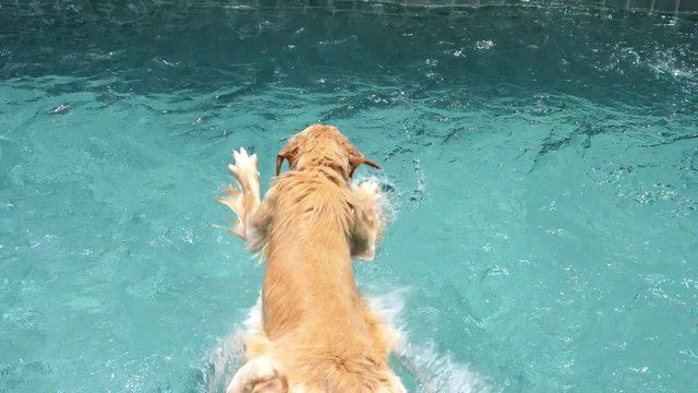 Labrador Dog Jumping In Swimming Pool. Slow Motion. 4K. 