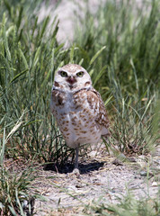 Burrowing Owl