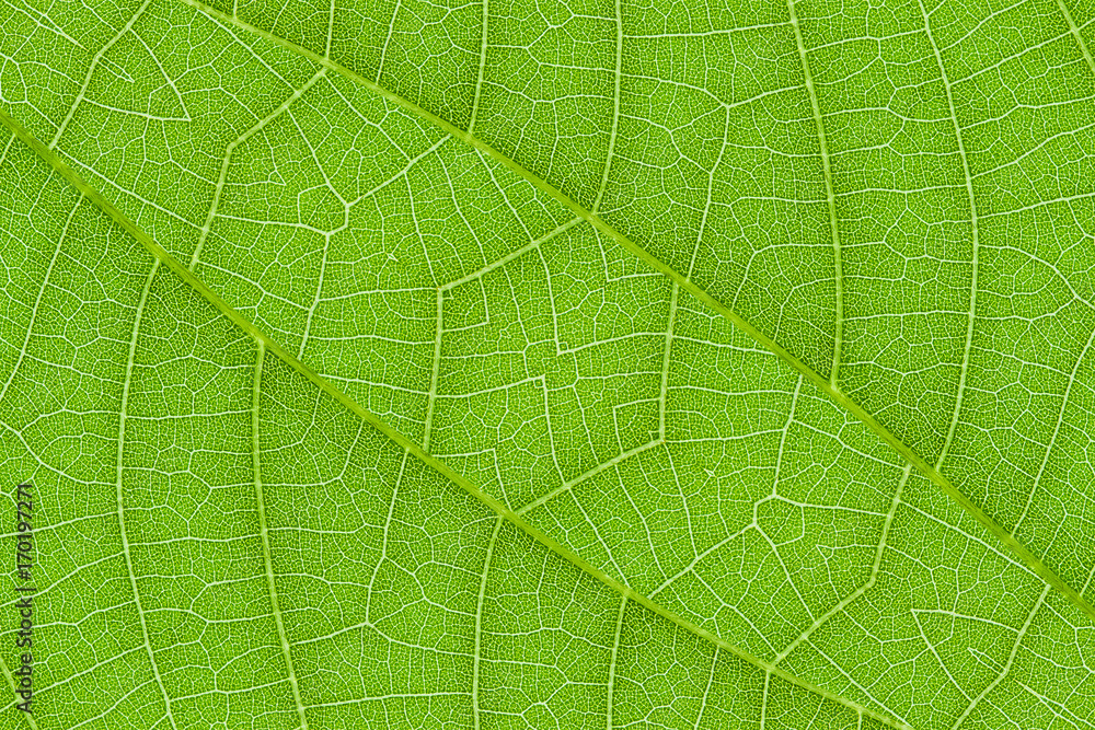 Poster green leaf texture for pattern and background