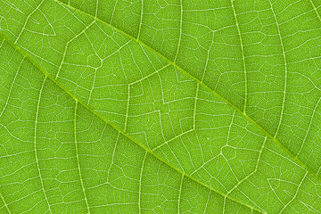green leaf texture for pattern and background