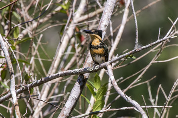 Martim-pescador-verde (Chloroceryle amazona) | Amazon Kingfisher photographed in Linhares,...