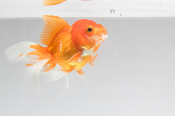 Goldfish isolate on a gray background