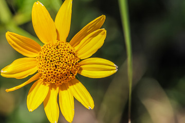 Coneflower/sunflower