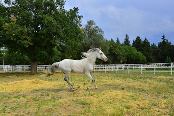 Arabian horse,White horse,Karacabey Turkey.