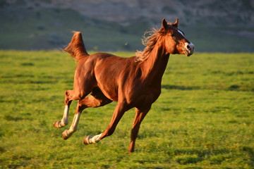 Brown Arabian horse, Karacabey, Bursa, Turkey.
