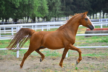 Arabian horse, Karacabey,Bursa,Turkey