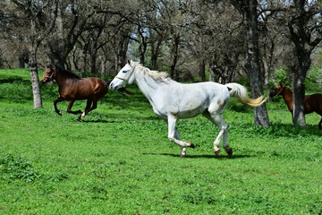 Arabian horse, Karacabey,Bursa,Turkey