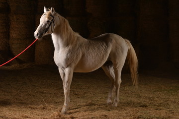 Naklejka na ściany i meble Arabian horse, Karacabey,Bursa,Turkey
