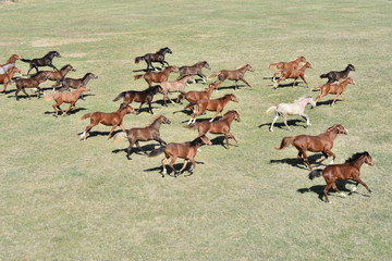 Arabian horse, Karacabey,Bursa,Turkey
