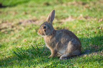 Naklejka na ściany i meble Wild bunny rabbit sitting on green grass