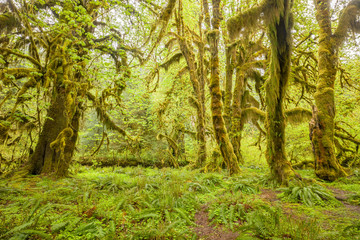 Obraz premium Hoh Rain Forest, Hall of Mosses, Olympic National Park