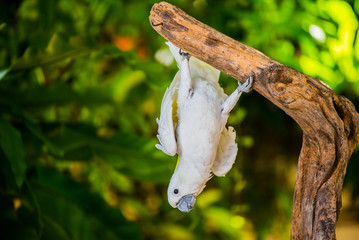 Parrot, lovely bird, animal and pet