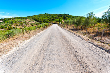 Fototapeta na wymiar Dirt Road between the Vineyards