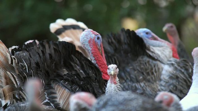 Turkeys are walking in a rural farmyard. Poultry in the village