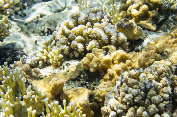 Naklejka na ściany i meble Background of corals in water, textures