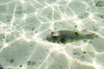 Fish puffer on a sandy bottom