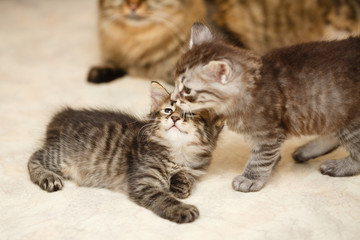 Naklejka na ściany i meble Two kittens and a cat mom