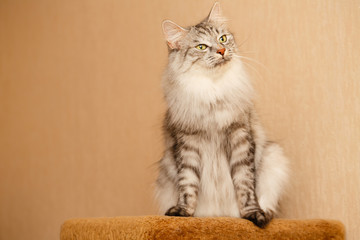 Fluffy cat