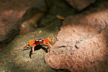 1407877 Small red crab