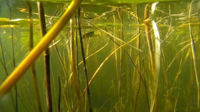 Northern pike hangs in the water column, closeup.