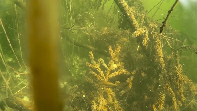 UNDERWATER SPLIT: Trees in a flooded forest