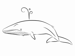 illustration whale, vector draw