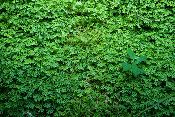 Beautiful ground cover fresh green ferns, natural carpet background with other plant