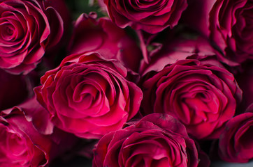 Big red rose background. Flower petal texture. Nature queen roses bouquet gift