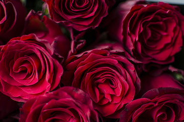 Big red rose background. Flower petal texture. Nature queen roses bouquet gift