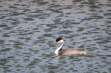 Western Grebe