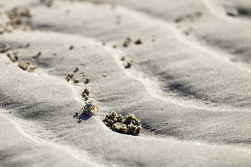 Ghost Crab (Ocypode quadrata) on a white sandy beach.