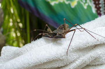 Whip scorpion sitting on white bath towel