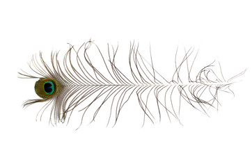 Peacock feather isolated on white.