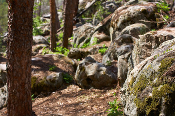 Naklejka na ściany i meble Stones in the forest