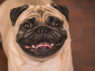 Close up of Adorable pug dog, 3 year old, looking at the camera