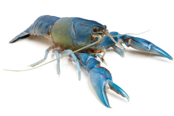 Blue crayfish ( Cherax destructor ) on white background.