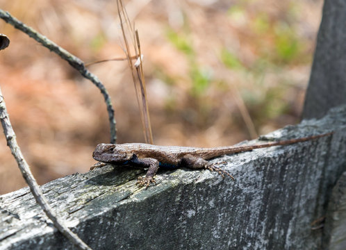 Eastern Fence Lizard