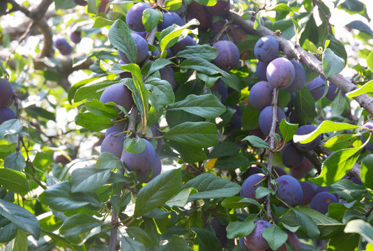 Plums: Planting, Growing, and Harvesting Plums