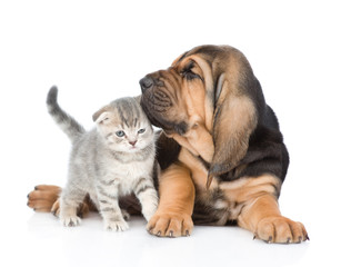 Bloodhound puppy and tabby kitten together. isolated on white background