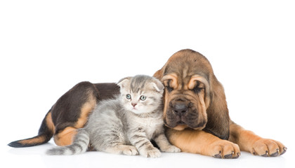 Bloodhound puppy and kitten lying together. isolated on white background
