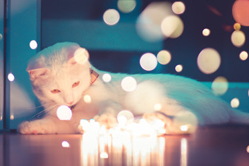 Cat garland lights bokeh