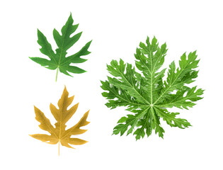 papaya leaves isolated on white